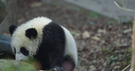 可爱的幼年大熊猫