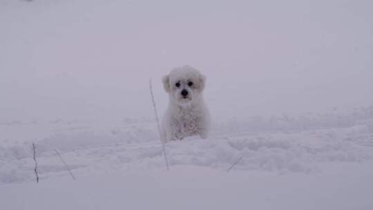 狗、雪、梗、冬天