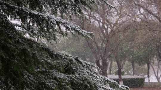 寒冷冬季公园松树雪花大雪空境升格