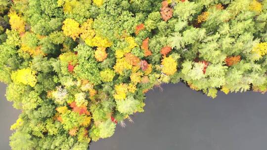 树木浓密的湖岛视频素材模板下载