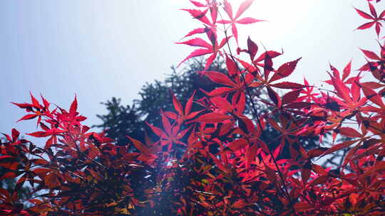 4k自然风景红叶枫叶树叶