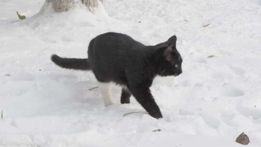 冬季黑猫在雪地上行走张望