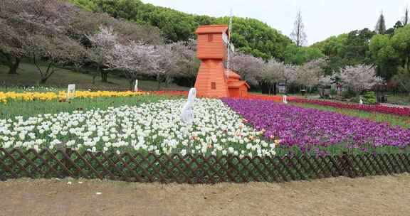 美丽风车郁金香花海