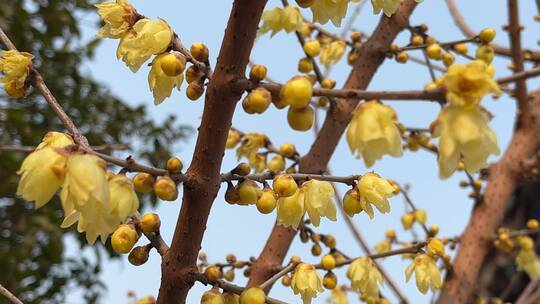 盛开在冬天的腊梅花