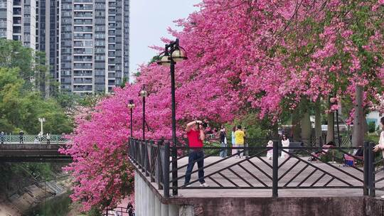 中国广东省广州市从化区华软异木棉