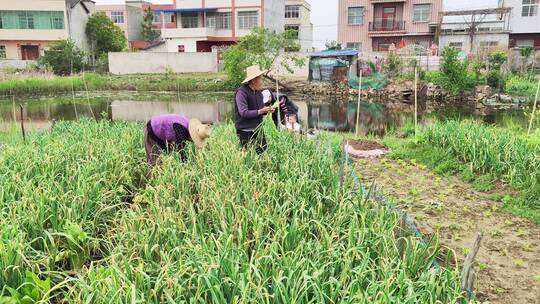 农村风景实拍