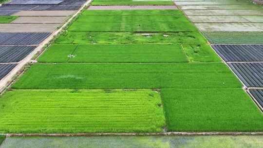 一架农业无人机植保机正在稻田喷药