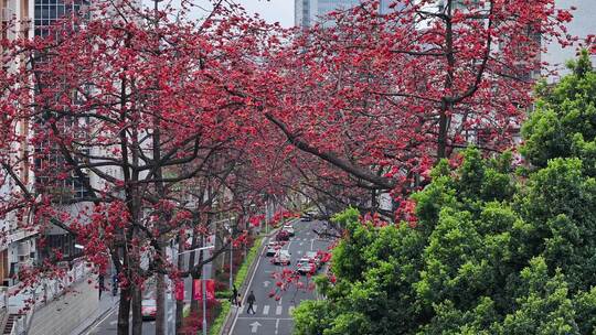 中国广东省广州市越秀区烈士陵园木棉花