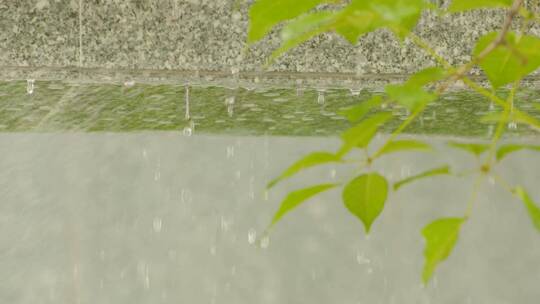 庭园屋檐雨滴夏天植物淋雨大雨暴雨唯美空镜