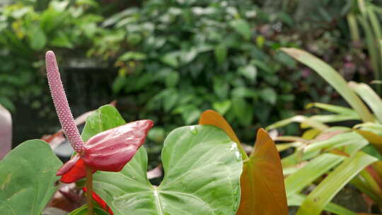 植物园中生长的红掌热带花，左