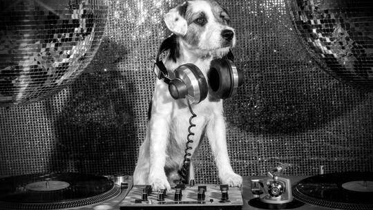狗狗玩DJ视频素材模板下载