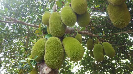 菠萝蜜种植基地视频素材模板下载