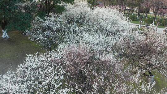 早春白梅梅花风光素材