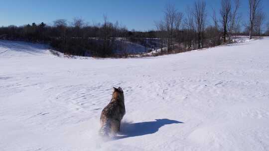 野狼跑过雪地