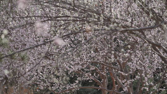 4K桃花树实拍满屏的桃花