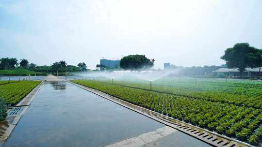 鲜花培育种植基地苗圃视频素材模板下载