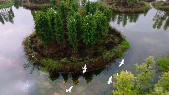 4k湿地公园白鹭栖息航拍