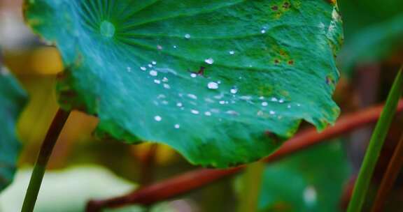 雨后荷叶上的露水珠