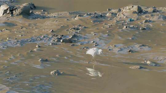 白鹭在泥滩中行走飞行