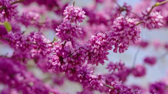 春天紫荆花盛开开花视频素材模板下载