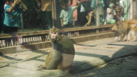 【原创】动物园里玩耍的猴子与游客互动合集