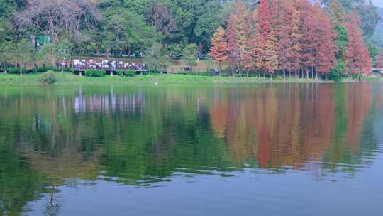 广州麓湖公园落羽杉山林湖景自然风光视频素材模板下载