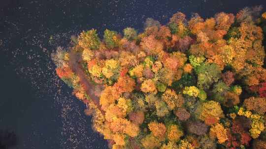 空中飞越美丽的秋天森林和城堡。飞越美丽的城堡；位于视频素材模板下载