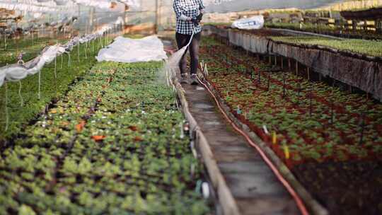 温室大棚育苗灌溉视频素材模板下载