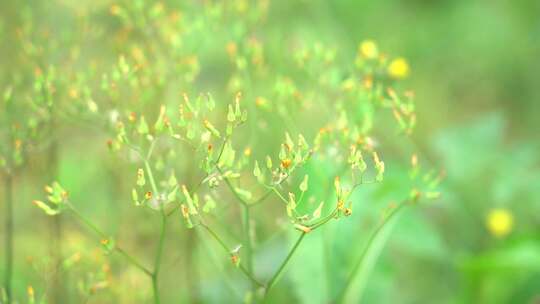 钻野紫菀 野菜 草本植物 菊科 顽固杂草