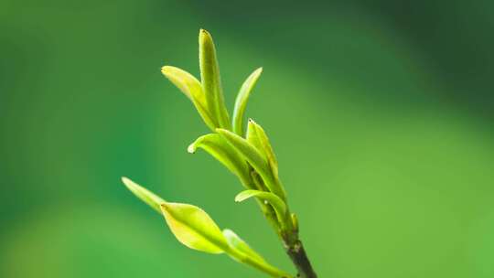 4K茶叶茶发芽展叶新叶绿茶生长60帧