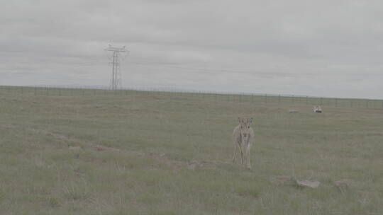 青海省可可西里藏羚羊幼崽奔跑07视频素材模板下载