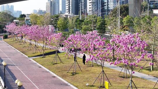 中国广东省广州市海珠区瑞宝街道紫花风铃木