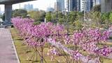 中国广东省广州市海珠区瑞宝街道紫花风铃木高清在线视频素材下载