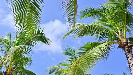 海南三亚西岛蓝天白云下的椰树沙滩与游客