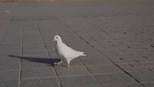 广场上散步的鸽子