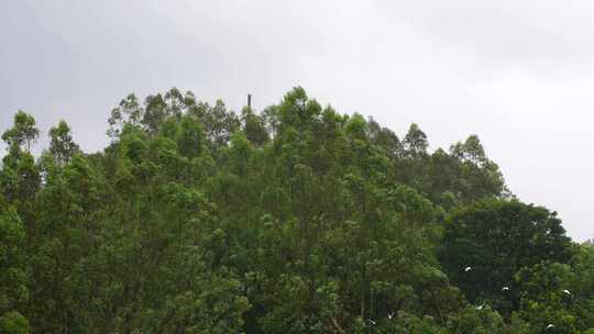 下雨天森林飞鸟树林一群鸟儿飞过松树林鸽子