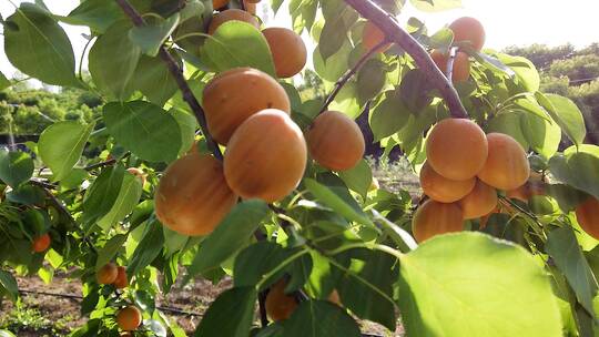 大黄杏种植