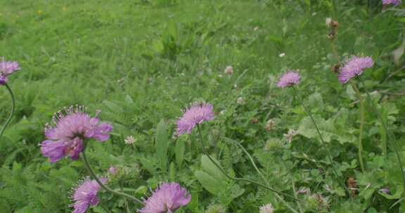 Knautia Arvensis， Fi