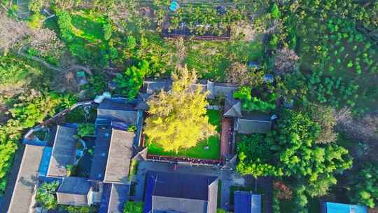 西安古观音禅寺千年银杏树