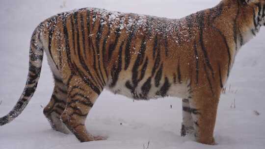 东北冬天下雪行走在雪地里的野生东北虎