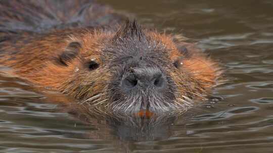 海狸鼠、食草动物、Coypu、啮齿动物