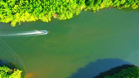 船在红树林河道巡航