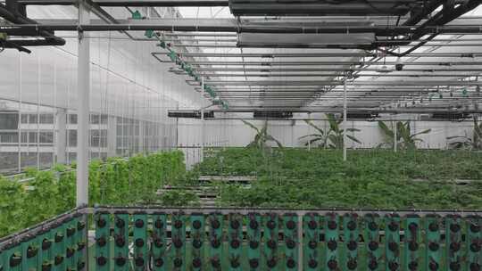 温室大棚内蔬菜种植场景