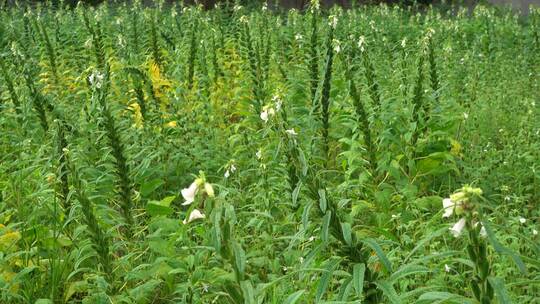 农村种植芝麻作物4k视频有机芝麻视频素材模板下载