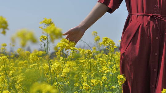 春天中国女性美女在油菜花田地中玩耍