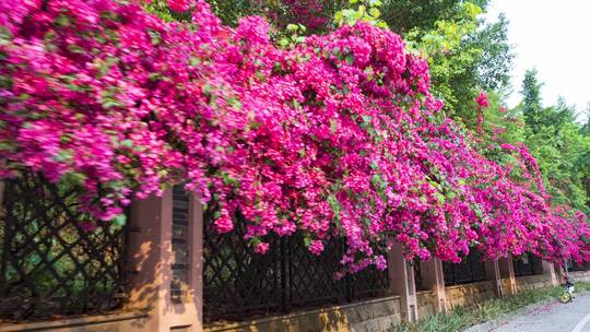 南宁青环路三角梅围墙花墙