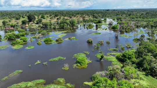 巴西亚马逊州亚马逊森林的壮丽景色。