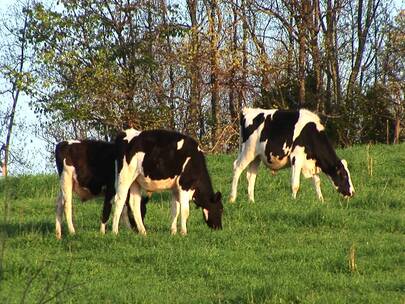 白色斑点奶牛在草地上吃草