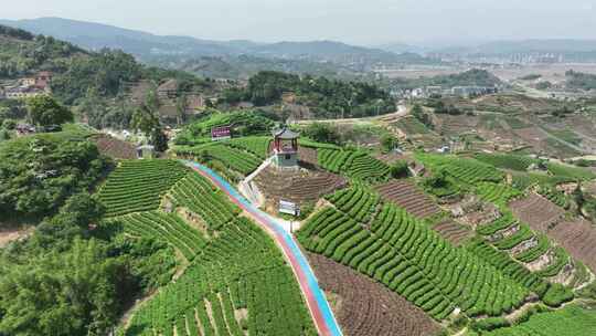 航拍福建宁德福鼎茶山白茶祖地