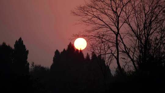 黄昏、寂静山林、归鸟